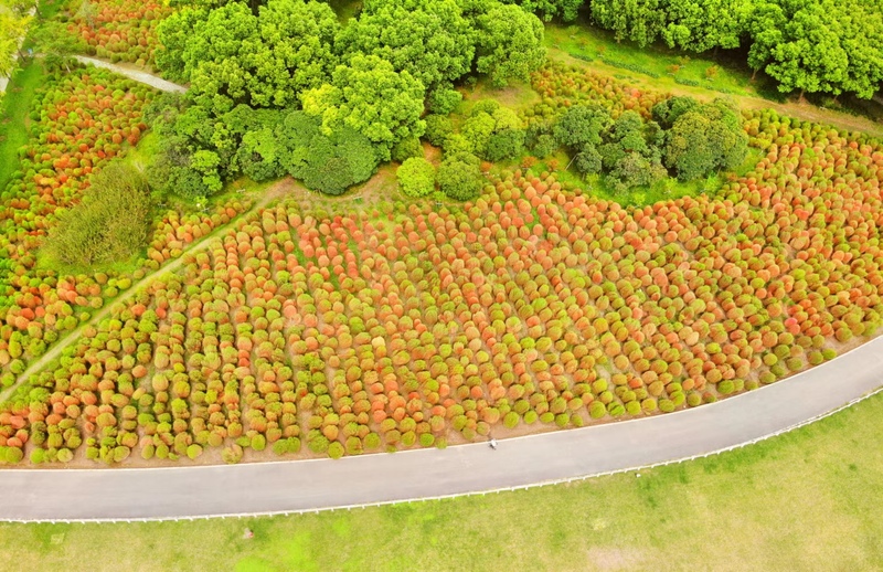 世紀(jì)公園紅葉地膚